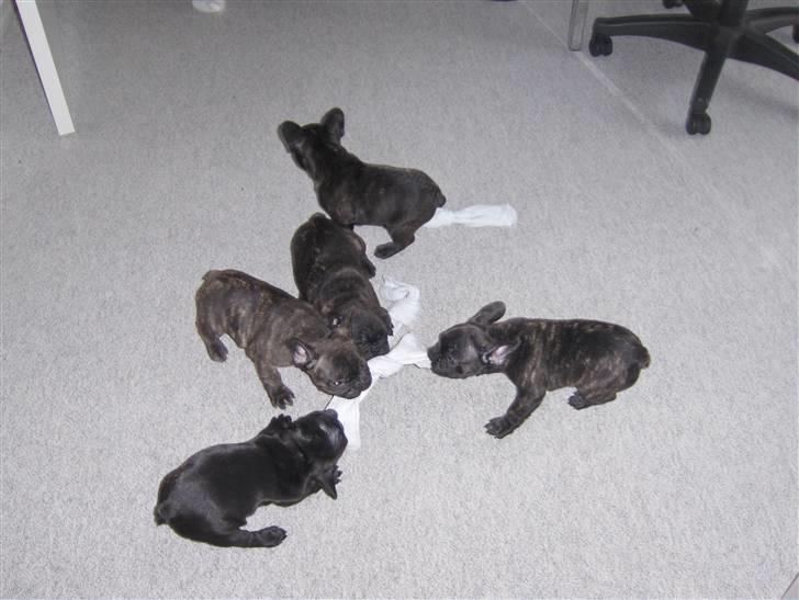 Fransk bulldog Gonzo (lancomes) billede 12