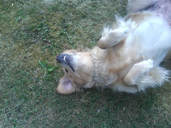Golden retriever Chilli - jaaaaq hun elsker at rulle sig i græsset billede 4