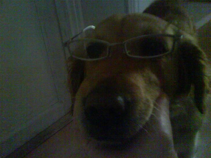 Golden retriever Chilli - Chilli med briller billede 5