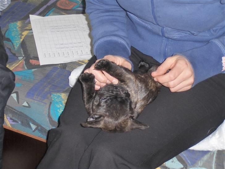 Fransk bulldog Gonzo (lancomes) - gonzo 5uger billede 13