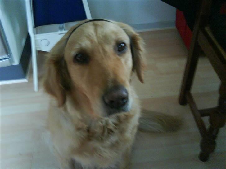 Golden retriever Chilli - hun ser sååå sød ud der billede 6