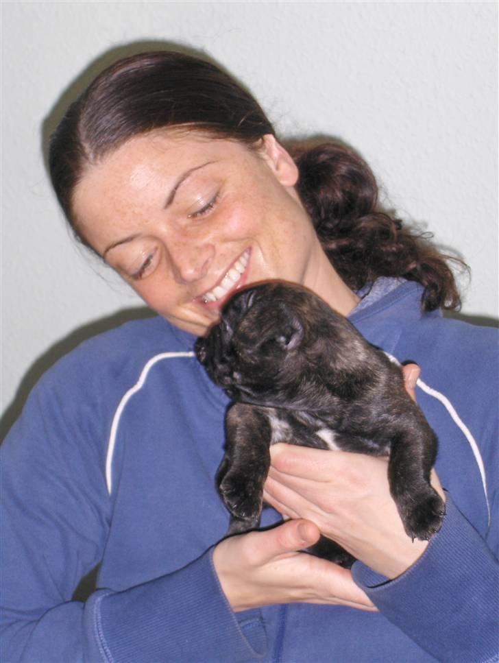 Fransk bulldog Gonzo (lancomes) billede 14