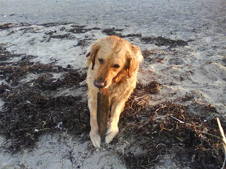 Golden retriever Chilli - Chilli på stranden Lækkert tænker hun. hun elsker at bide i pinde billede 7
