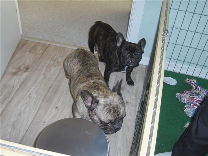 Fransk bulldog Gonzo (lancomes) billede 15