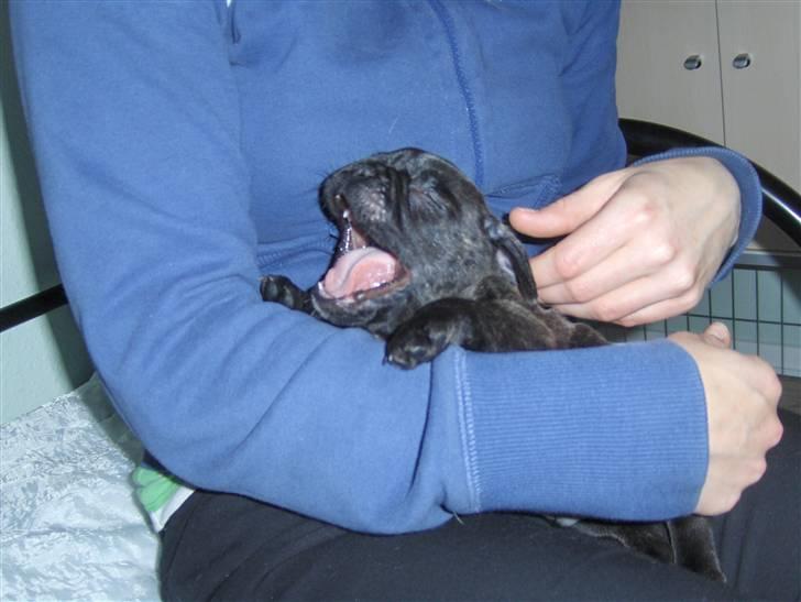 Fransk bulldog Gonzo (lancomes) billede 16