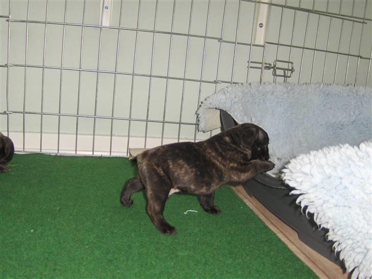 Fransk bulldog Gonzo (lancomes) billede 17