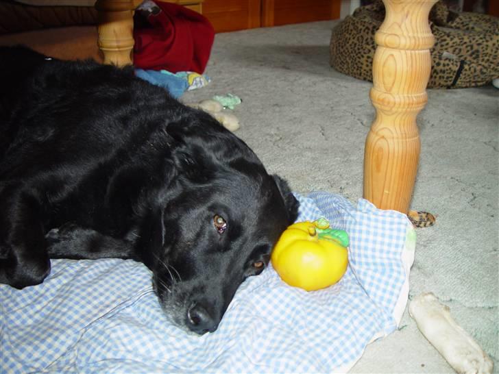 Blanding af racer Fie billede 1