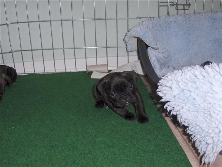 Fransk bulldog Gonzo (lancomes) billede 18