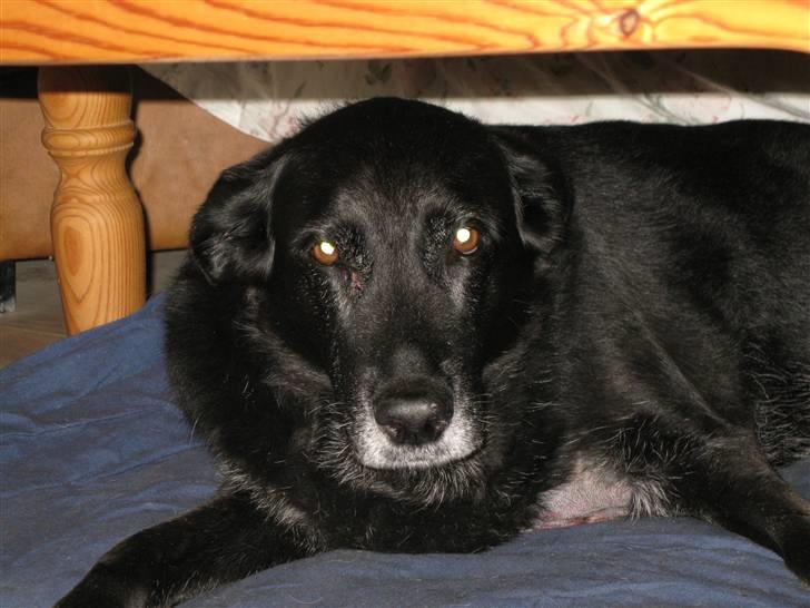 Blanding af racer Fie billede 2