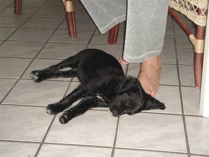 Blanding af racer Molly *solgt* billede 1