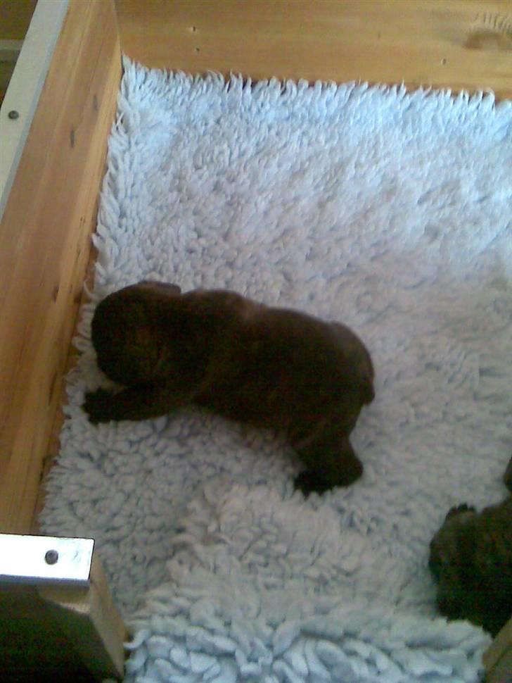 Fransk bulldog Gonzo (lancomes) - Gonzo 3uger billede 19