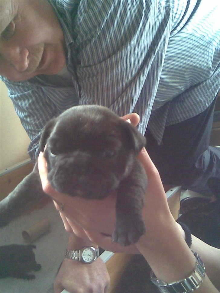 Fransk bulldog Gonzo (lancomes) - Gonzo 3uger billede 20