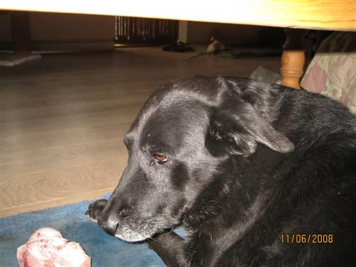 Blanding af racer Fie billede 3