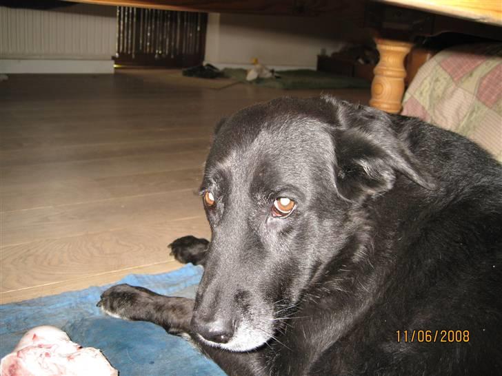 Blanding af racer Fie billede 4