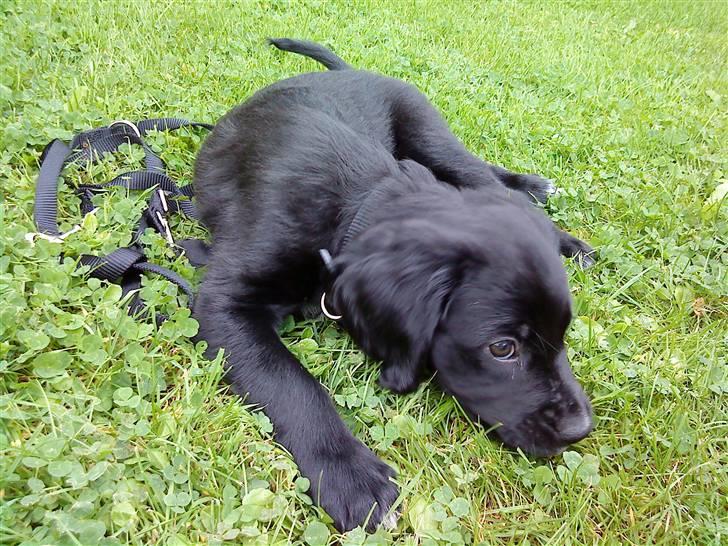 Blanding af racer Molly *solgt* billede 2