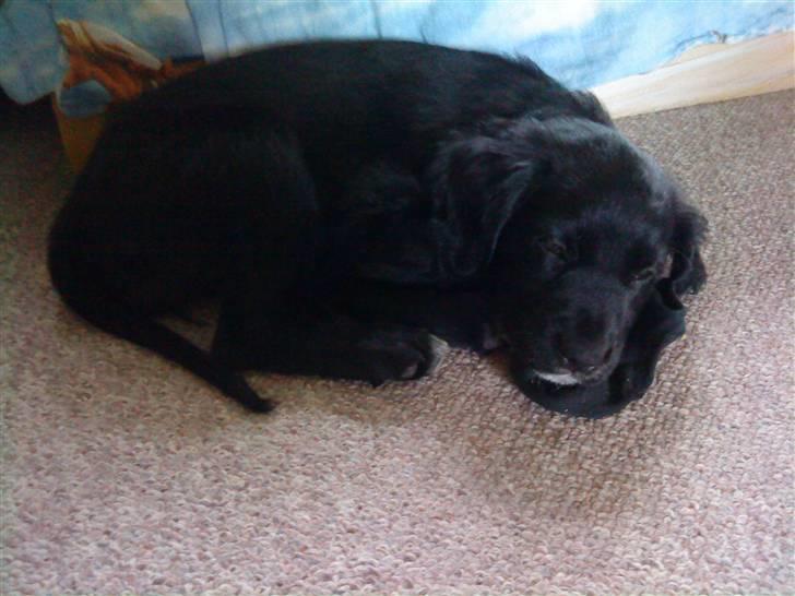 Blanding af racer Molly *solgt* billede 3