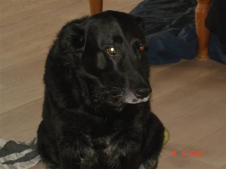 Blanding af racer Fie billede 5