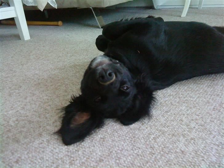 Blanding af racer Molly *solgt* billede 4