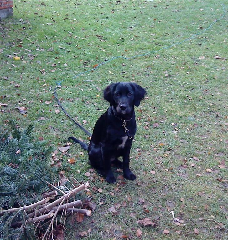 Blanding af racer Molly *solgt* billede 5