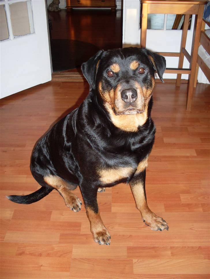 Rottweiler Nellie (død) billede 17