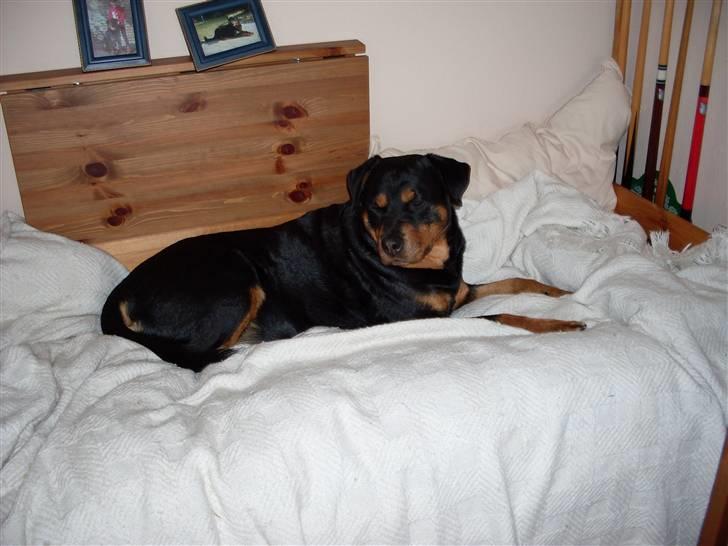 Rottweiler Nellie (død) - Hygge-hunden over dem alle! hehe billede 19