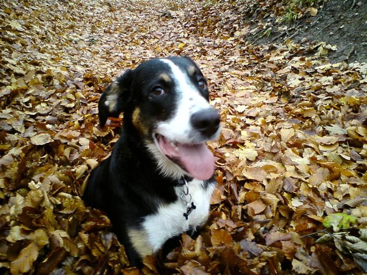 Blanding af racer Himmel hunden Basse billede 15