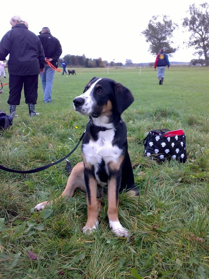 Blanding af racer Himmel hunden Basse - til hvalpe træning billede 16