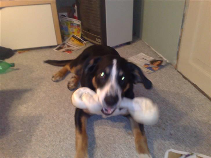 Blanding af racer Himmel hunden Basse - Mums stort kødben til mig.. ja tak :) billede 17