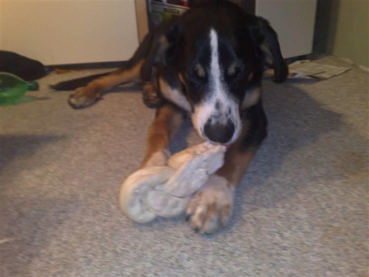 Blanding af racer Himmel hunden Basse - 10 min. efter og jeg har næsten delt det over i 2.. hihi billede 18