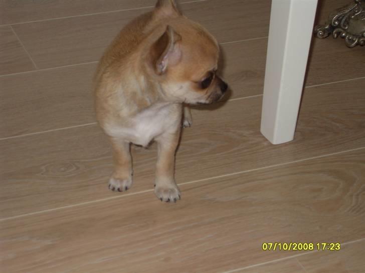 Chihuahua  ChiStars Al Capone DKCH billede 18