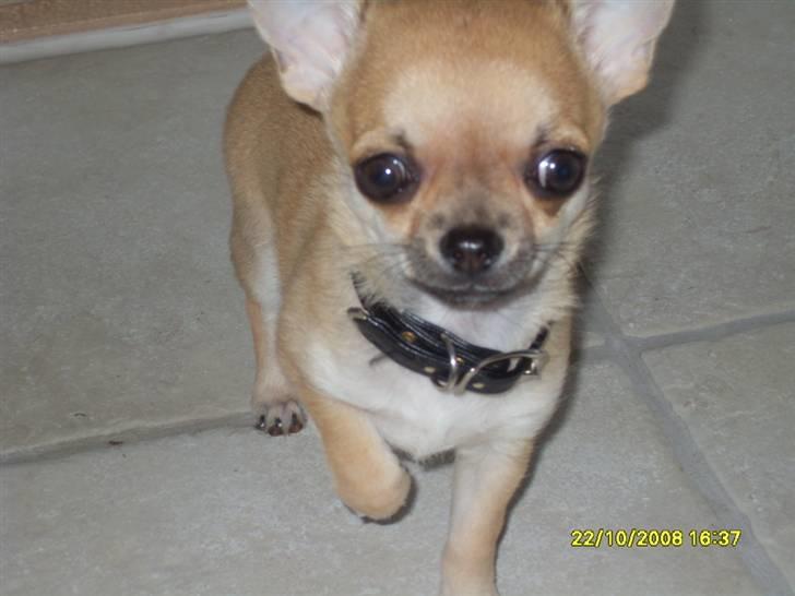 Chihuahua  ChiStars Al Capone DKCH billede 19