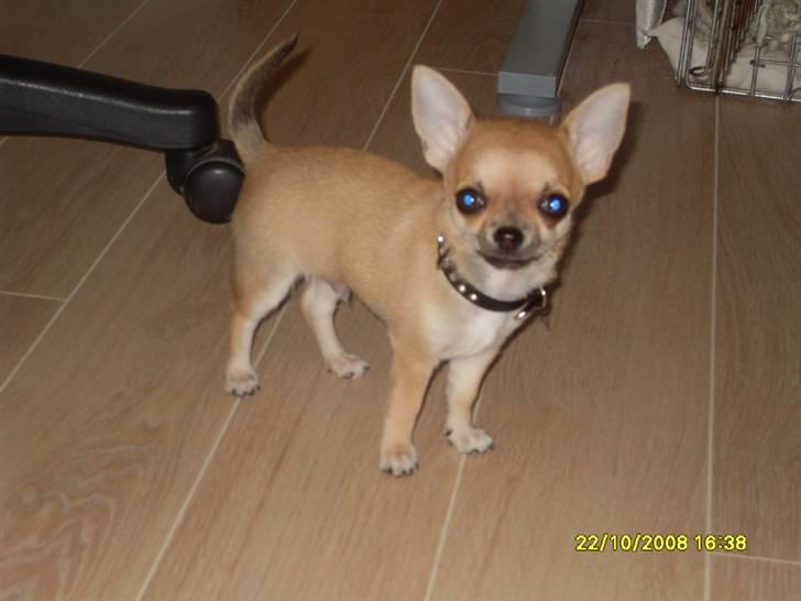 Chihuahua  ChiStars Al Capone DKCH billede 20