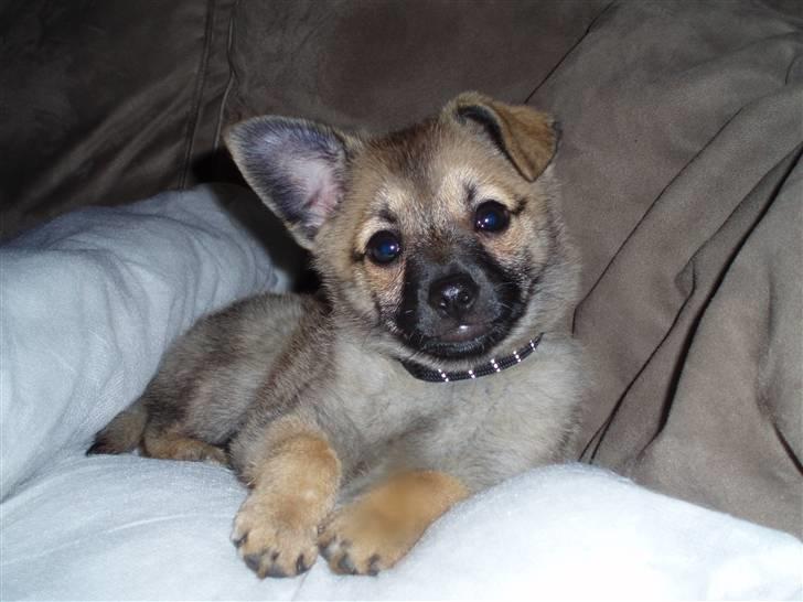 Blanding af racer Smilla - dronningen  billede 3