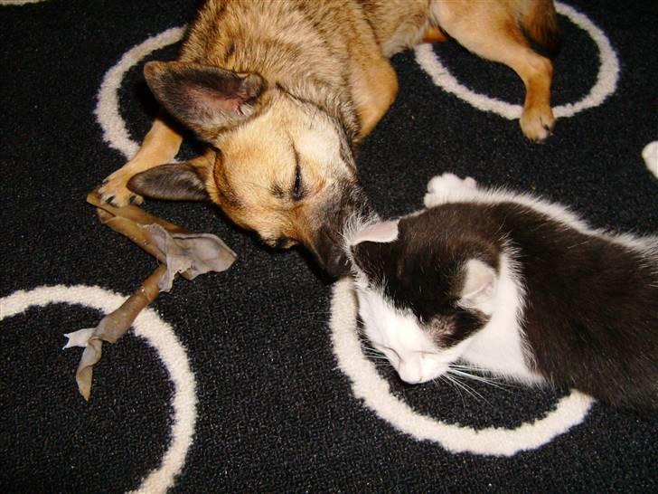 Blanding af racer Smilla - Fætter er min plejesøn billede 4