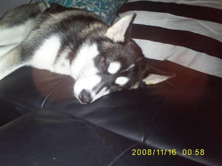 Siberian husky Jessie - Sofa hunden Jessie billede 2