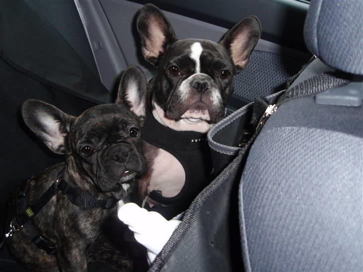 Fransk bulldog ~SOFFIE~ <3Himmelhund<3 billede 19