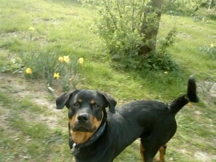Rottweiler simba billede 1