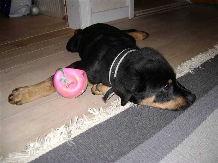 Rottweiler simba billede 2