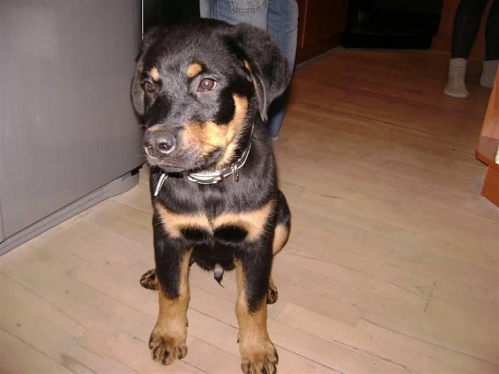 Rottweiler simba billede 3