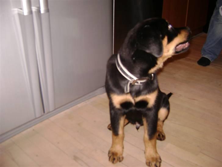 Rottweiler simba billede 4