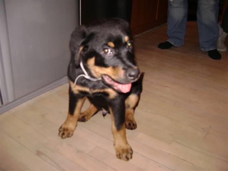 Rottweiler simba billede 5