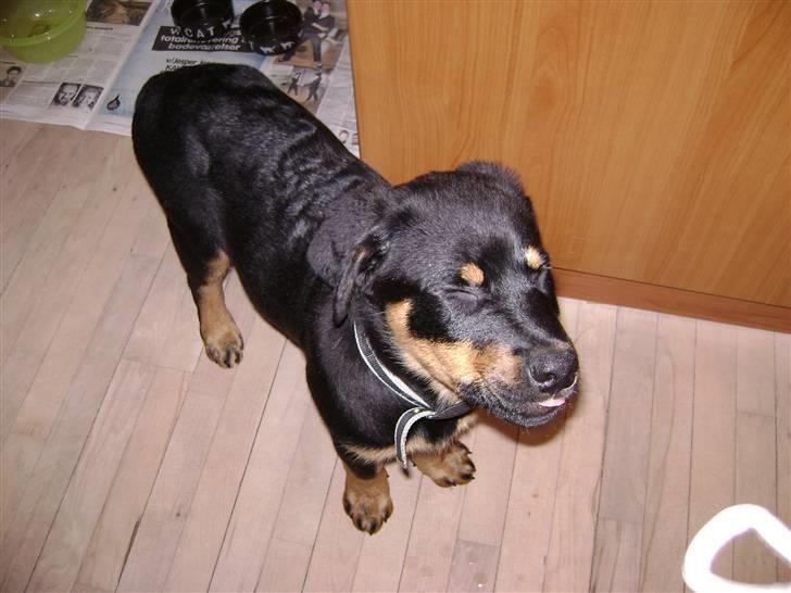 Rottweiler simba billede 6