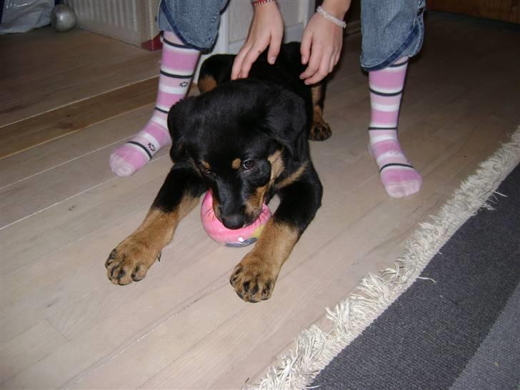 Rottweiler simba billede 7