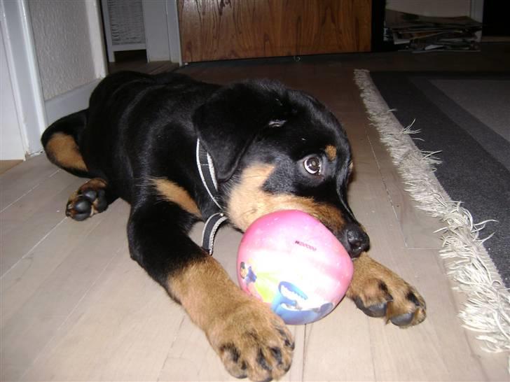 Rottweiler simba billede 8