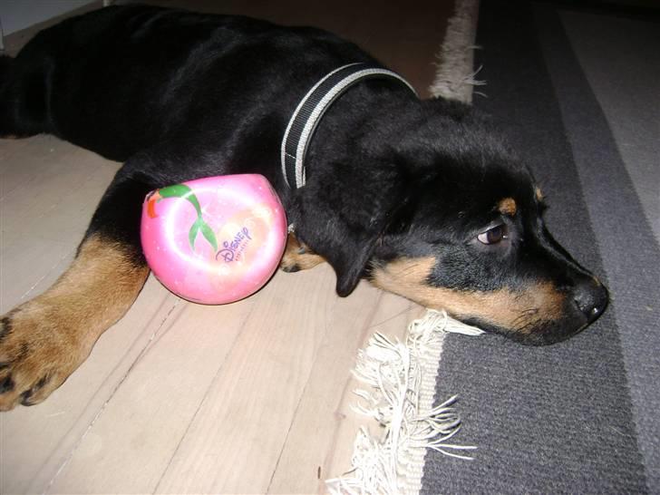 Rottweiler simba billede 9