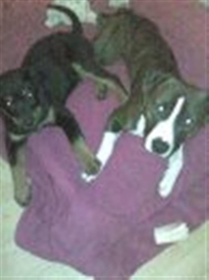 Rottweiler simba billede 11