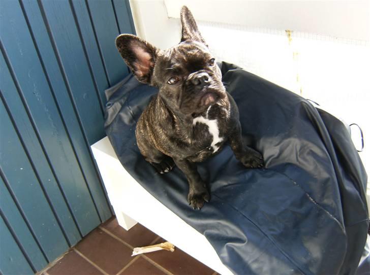 Fransk bulldog Bella billede 1