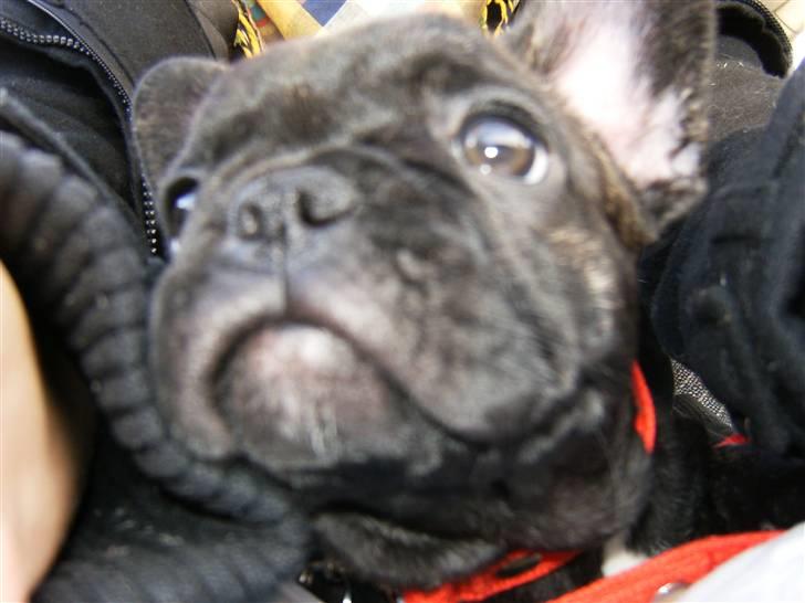 Fransk bulldog Bella billede 2