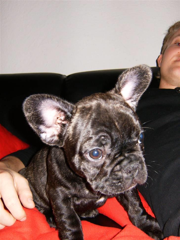 Fransk bulldog Bella billede 3