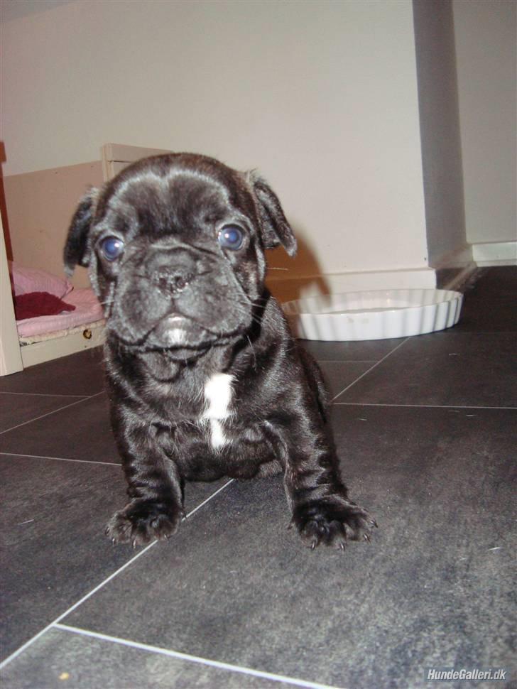 Fransk bulldog Bella - Her er jeg kun 4 uger billede 4